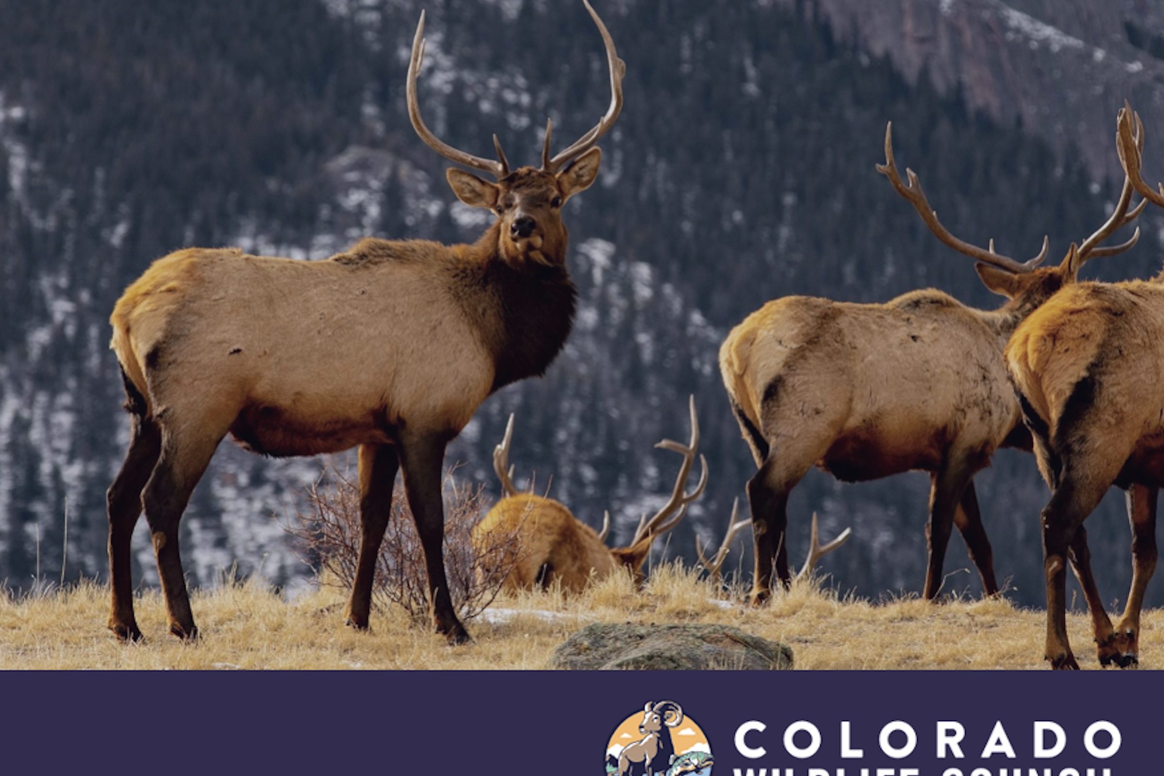 Colorado Wildlife Council